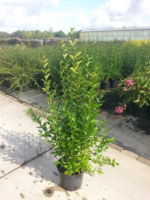  Ligusterhaag (Ligustrum Ovalifolium)
