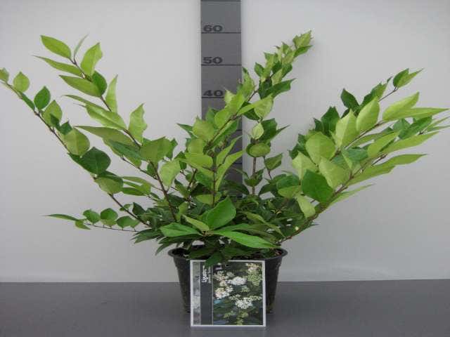  Texaanse Liguster/Liguster (Ligustrum Texanum 'Silver Star')