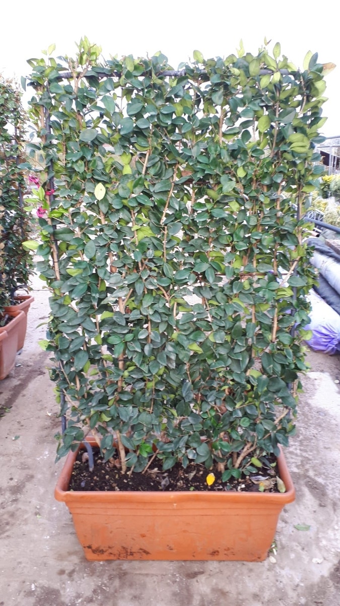  Liguster Als Leivorm (Ligustrum Japonicum 'Texanum')