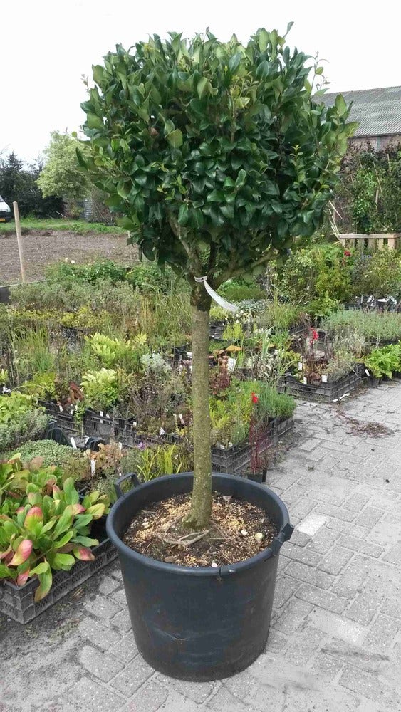  Liguster Op Stam (Ligustrum Japonicum 'Texanum')