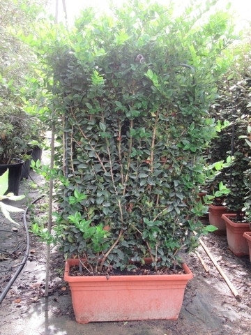  Liguster Als Leivorm (Ligustrum Japonicum 'Texanum')