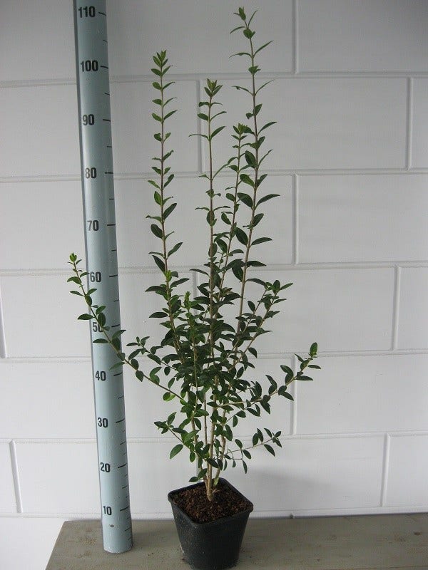 Liguster (Ligustrum Vulgare 'Atrovirens')