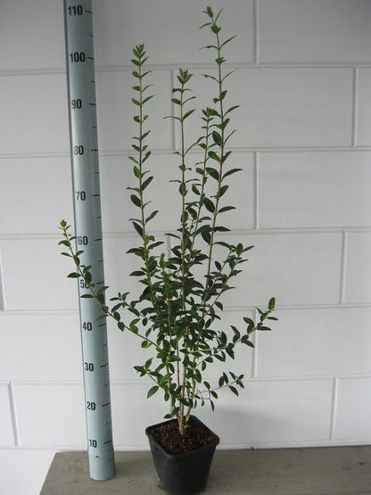  Liguster (Ligustrum Vulgare 'Atrovirens')