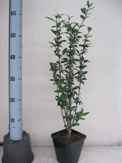  Liguster (Ligustrum Vulgare 'Atrovirens')