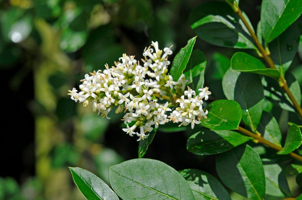  Wilde Liguster (Ligustrum Vulgare)