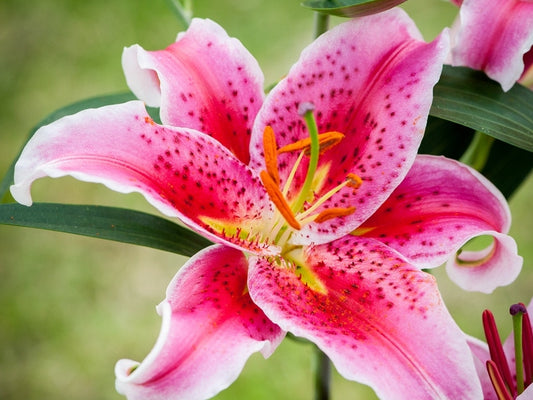  Lelie (Lilium 'Stargazer')