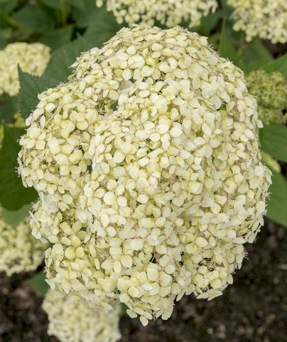  Hortensia (Hydrangea 'Lime Rickey')