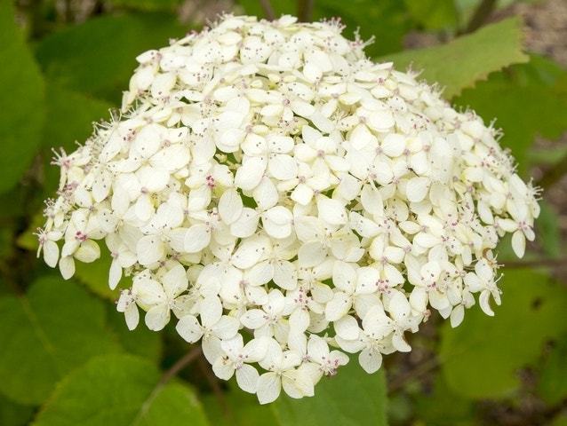  Hortensia (Hydrangea 'Lime Rickey')