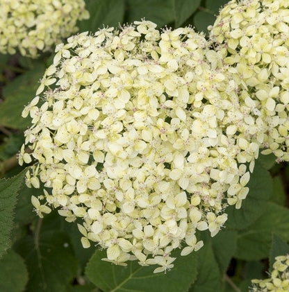  Hortensia (Hydrangea 'Lime Rickey')
