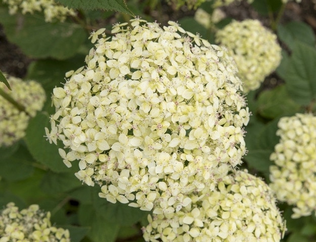  Hortensia (Hydrangea 'Lime Rickey')