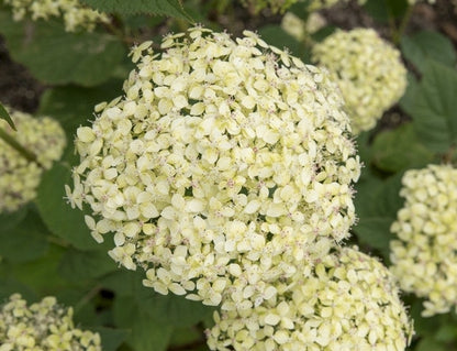  Hortensia (Hydrangea 'Lime Rickey')