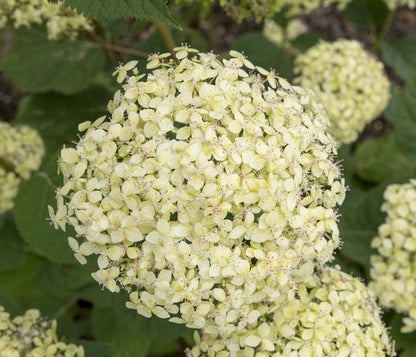  Hortensia (Hydrangea 'Lime Rickey')