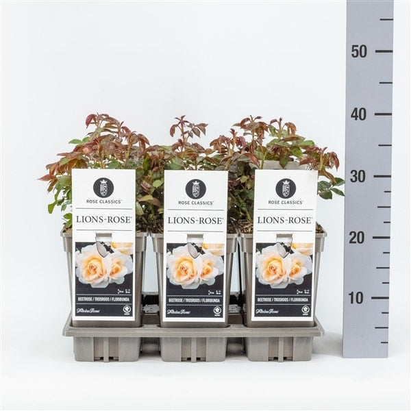  Trosroos (Rosa 'Lions Rose')