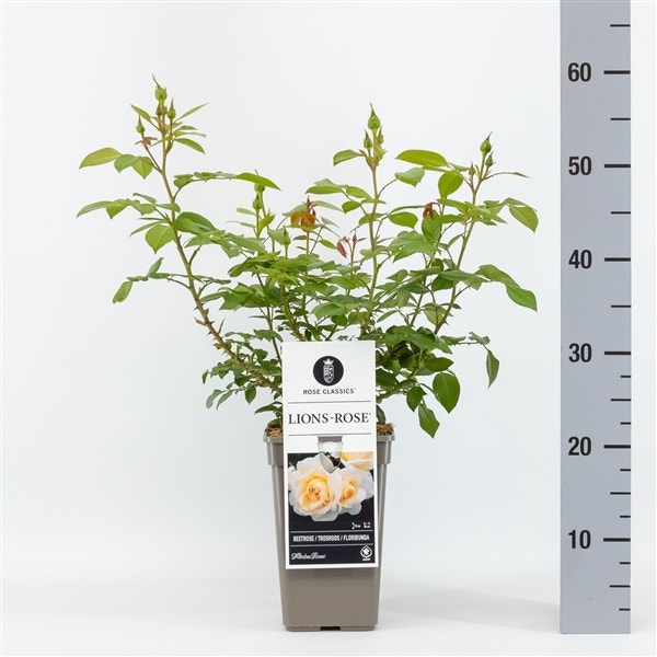  Trosroos (Rosa 'Lions Rose')