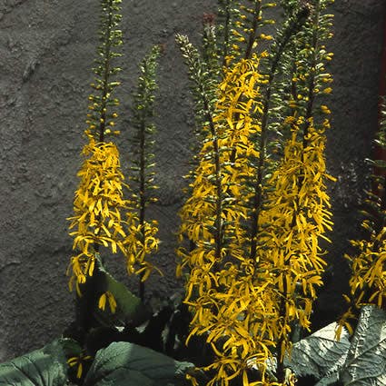  Kruiskruid (Ligularia Przewalskii) BIO
