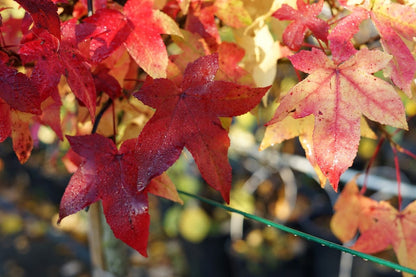  Amberboom (Liquidambar Styraciflua)