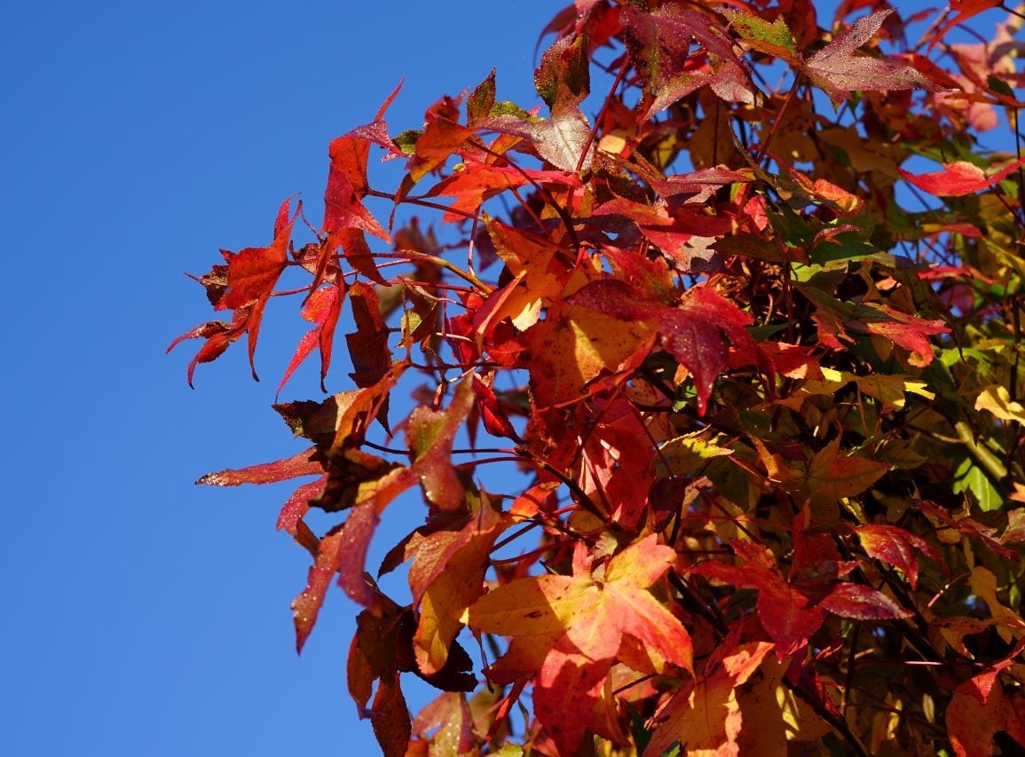  Amberboom (Liquidambar Styraciflua)