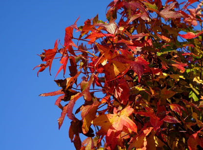  Amberboom (Liquidambar Styraciflua)