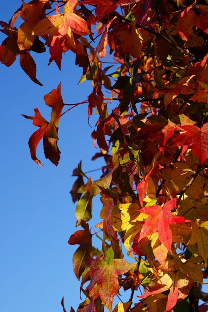  Amberboom (Liquidambar Styraciflua)
