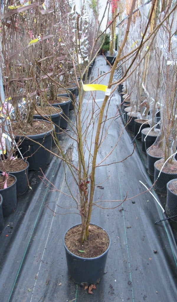  Meerstammige Amberboom (Liquidambar Styraciflua)