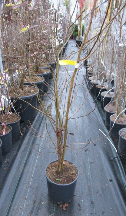  Meerstammige Amberboom (Liquidambar Styraciflua)