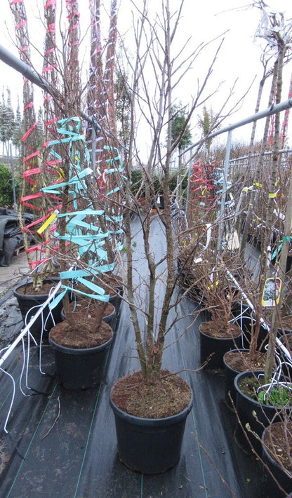  Meerstammige Amberboom (Liquidambar Styraciflua)