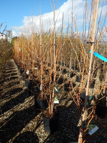  Amberboom (Liquidambar Styraciflua 'Golden Sun')