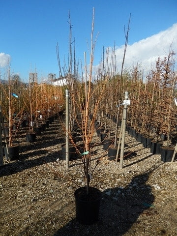  Amberboom (Liquidambar Styraciflua 'Golden Sun')