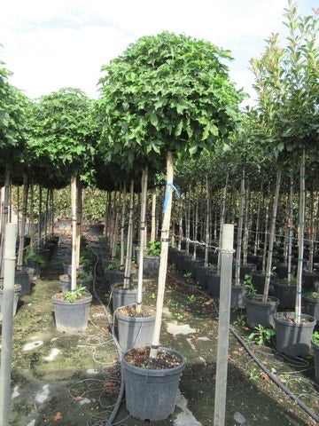  Amberboom Op Stam (Liquidambar 'Gum Ball')