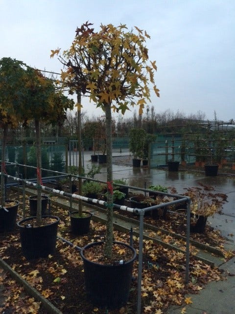  Amberboom (Liquidambar 'Gum Ball')