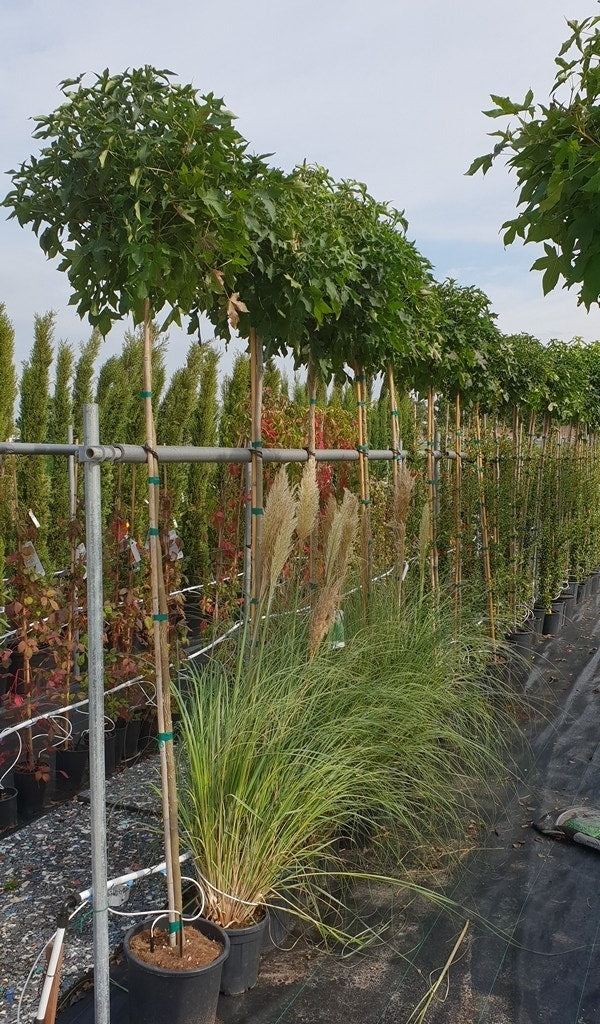  Amberboom (Liquidambar 'Gum Ball')