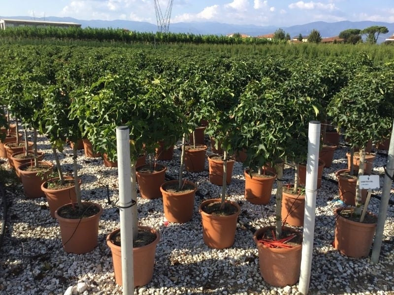  Amberboom Op Stam (Liquidambar 'Gum Ball')