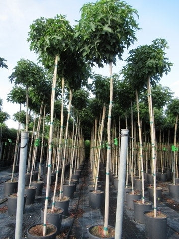  Amberboom (Liquidambar 'Gum Ball')