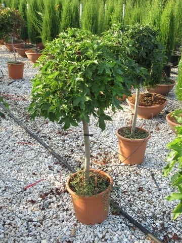  Amberboom Op Stam (Liquidambar 'Gum Ball')