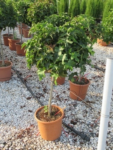  Amberboom Op Stam (Liquidambar 'Gum Ball')