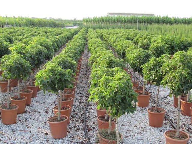  Amberboom Op Stam (Liquidambar 'Gum Ball')