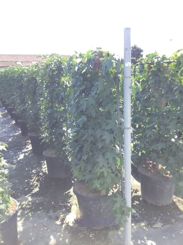  Amberboom Als Leivorm (Liquidambar Styraciflua)