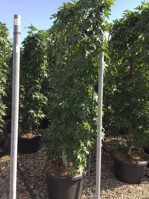  Amberboom Als Leivorm (Liquidambar Styraciflua)