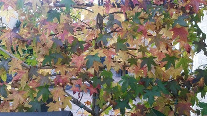  Amberboom Als Leiboom (Liquidambar Styraciflua)