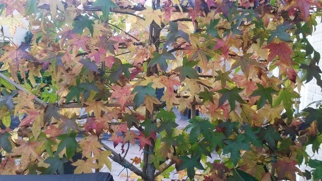  Amberboom Als Leivorm (Liquidambar Styraciflua)