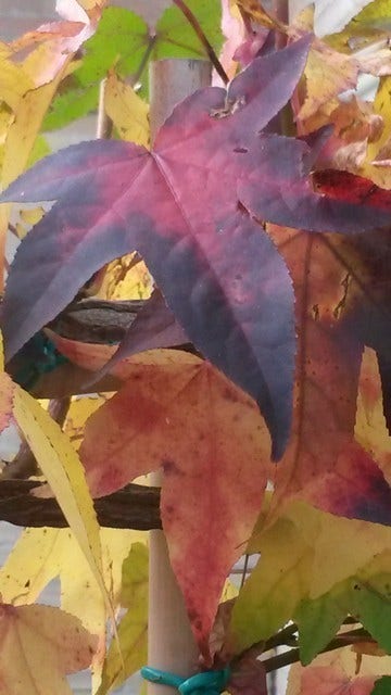  Amberboom (Liquidambar 'Gum Ball')
