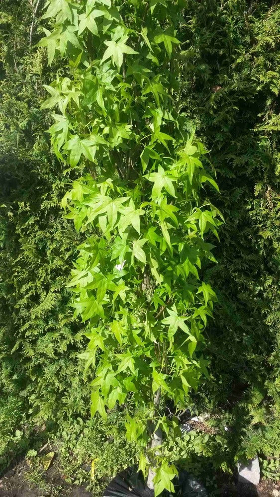  Amberboom (Liquidambar Styraciflua 'Slender Silhouette')