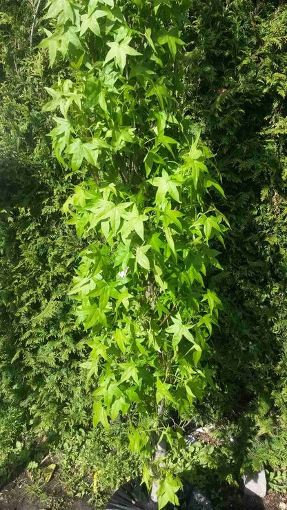  Amberboom (Liquidambar Styraciflua 'Slender Silhouette')