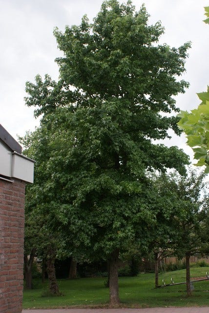  Amberboom (Liquidambar Styraciflua)