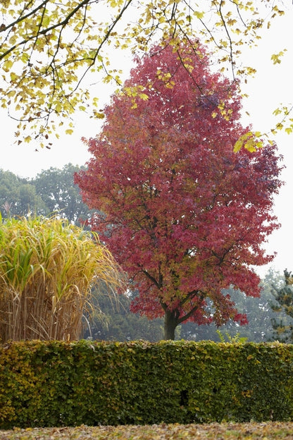  Amberboom (Liquidambar Styraciflua 'Worplesdon')