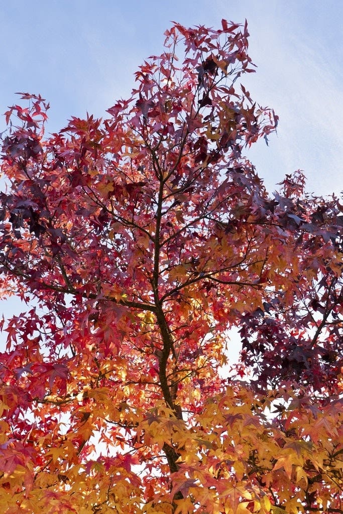  Amberboom (Liquidambar Styraciflua)