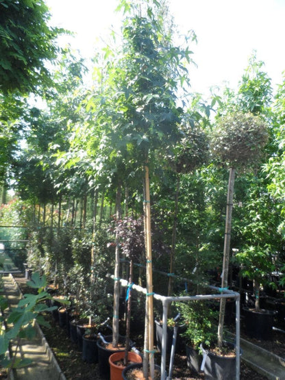  Amberboom (Liquidambar Styraciflua)