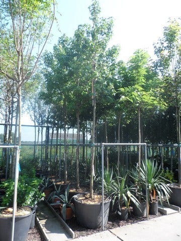  Amberboom (Liquidambar Styraciflua)