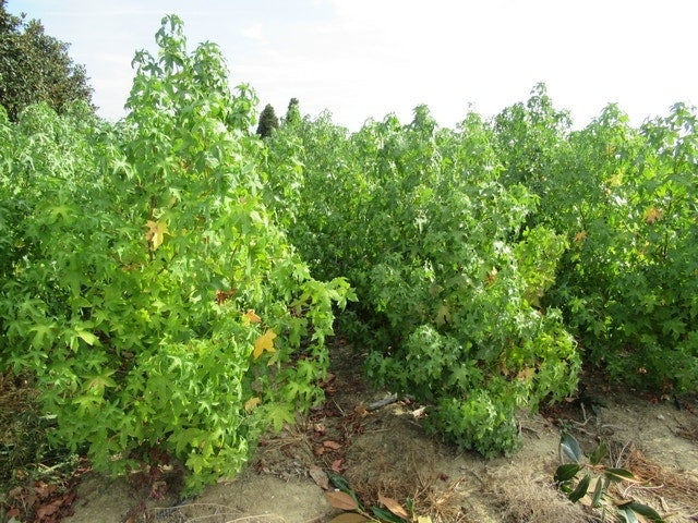  Amberboom Als Struik (Liquidambar Styraciflua)