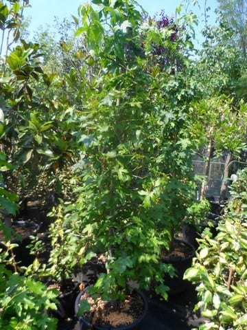  Amberboom Als Struik (Liquidambar Styraciflua)